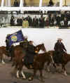 Cowboys on horse parade by the Presidential review stand.
