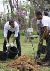 President Barack Obama plants trees with volunteers at the Kenilworth Aquatic Gardens.