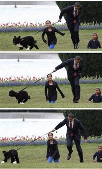 Bo showed his strength by almost pulling President Obama down when Bo decided to run jerking the leash Obama was holding.