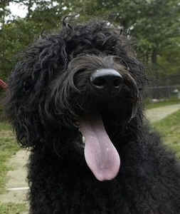 First Lady Michelle Obama tells People magazine she is considering a Portuguese Water Dog for the family dog.