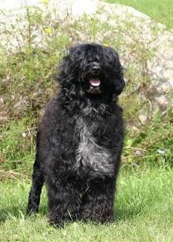 First Lady Michelle Obama tells People magazine she is considering a Portuguese Water Dog for the family dog in April.