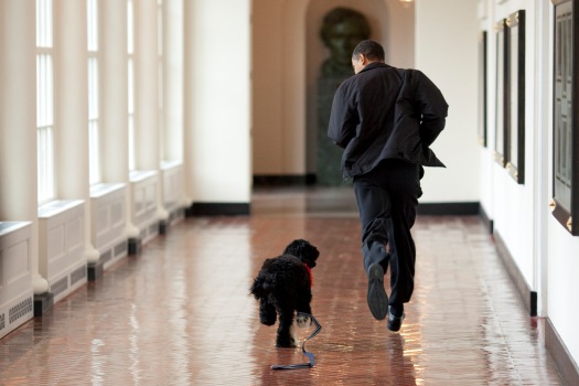 President Obama runs down the hall in the White House with First Dog Bo. The White House releases photos of the new "First Dog" to be renamed "Bo". Sasha and Malia recently met their new Portuguese Water Dog puppy. The puppy is expected to arrive at the White House on Tuesday, April 14, 2009.