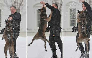 A Uniformed Secret Service Emergency Response Team officer exercises his Security Dog in the snow on the White House grounds while President Obama is at Capitol for meetings.