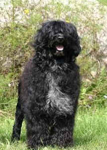 First Lady Michelle Obama tells People magazine she is considering a Portuguese Water Dog for the family dog in April.