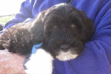 Senator Ted Kennedy holds his 13-week old Portuguese Water Dog. First Lady Michelle Obama tells People magazine she is considering a Portuguese Water Dog for the family dog.