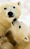 President Obama reversed a Bush policy and government projects will now require an assessment on the impact to wildlife.