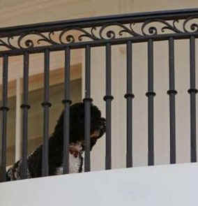 First Dog Bo waits on the South Balcony of the White House when Marine One with President Obama aboard lands on the White House grounds on April 22, 2009.