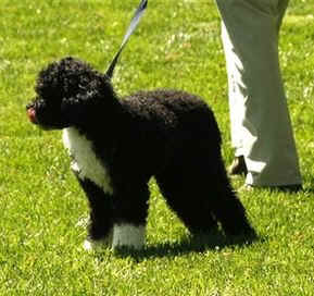 The First Dog Bo is walked across the South Lawn of the White House by White House horticulturist Dale Haney.