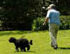 The First Dog Bo is walked across the South Lawn of the White House by White House horticulturist Dale Haney.