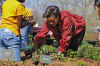 First Lady Michelle Obama tends to her White House Kitchen Garden with help from students of Bancroft Elementary School.