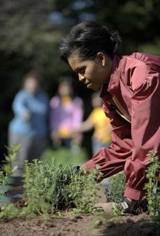 First Lady Michelle Obama tends to her White House Kitchen Garden with help from students of Bancroft Elementary School.