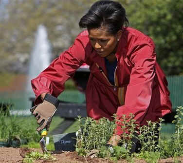 First Lady Michelle Obama tends to her White House Kitchen Garden with help from students of Bancroft Elementary School.