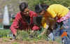 First Lady Michelle Obama tends to her White House Kitchen Garden with help from students of Bancroft Elementary School.