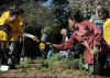First Lady Michelle Obama tends to her White House Kitchen Garden with help from students of Bancroft Elementary School.