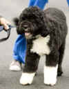 Obama Cool News - President Barack Obama's Family at the White House - President Obama's new family dog, White House swing set, White House fruit and vegetable garden, and more. Photo: The Obama family introduces the new First Dog Bo to the media at the White House on April 14, 2009.
