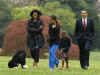 Malia Obama walks with Bo on the South Lawn of the White House on Bo's first day in his new home.