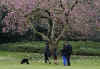 First Lady Michelle Obama walks with Bo on the South Lawn of the White House on Bo's first day in his new home.