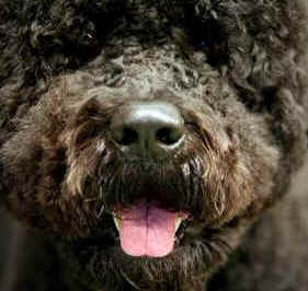 First Lady Michelle Obama tells People magazine she is considering a Portuguese Water Dog for the family dog.