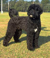 First Lady Michelle Obama tells People magazine she is considering a Portuguese Water Dog for the family dog in April.