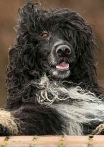 Obama Family Choose a Portuguese Water Dog as the White House Family Pet