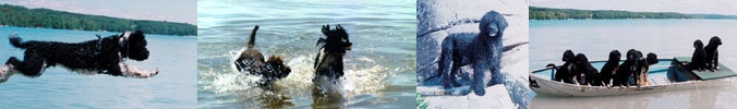 Obedient and agile, yet lively and spirited, the Portuguese Water Dog is an intelligent dog that loves to work and play.