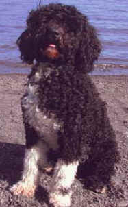 Obama Family Choose a Portuguese Water Dog as the White House Family Pet
