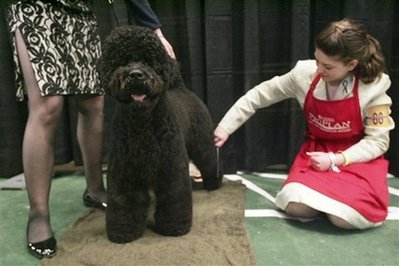 Digit, a 3-year old Portuguese Water Dog, is groomed for the Westminster Kennel Club dog show on February 10, 2009 at Madison Square Garden in New York.