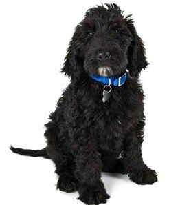 First Lady Michelle Obama tells People magazine she is considering a Portuguese Water Dog for the family dog in April.