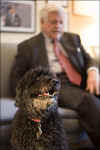 The Obama Family's new Portuguese Water Dog comes from the same lineage as Senator Ted Kennedy's Porties.