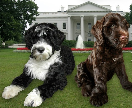 Watch the YouTube of Michelle Obama discussing a dog for Sasha and Malia on October 23, 2007.